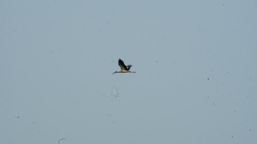 Asian Openbill