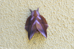 Othorene purpurascens image