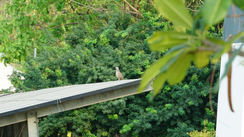 Spotted Dove