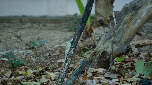 Siamese Blue Crested Lizard