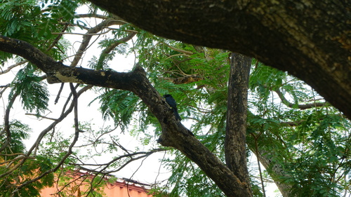 Greater Racket-tailed Drongo