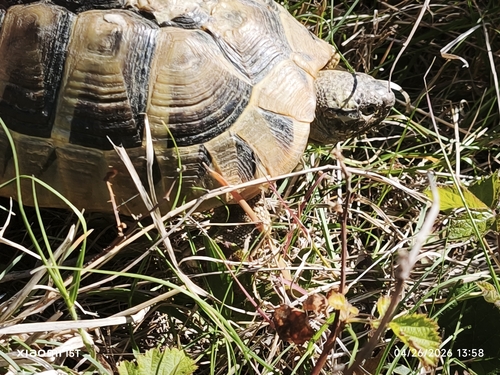 Testudo hermanni