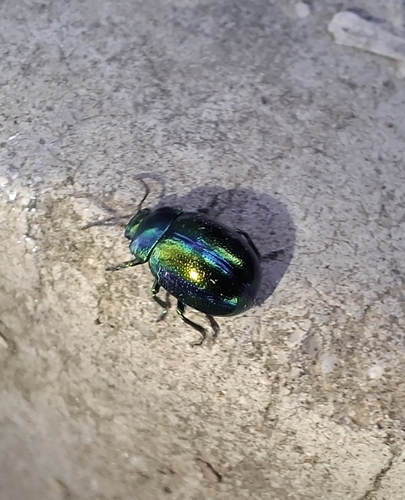 Dead-nettle Leaf Beetle