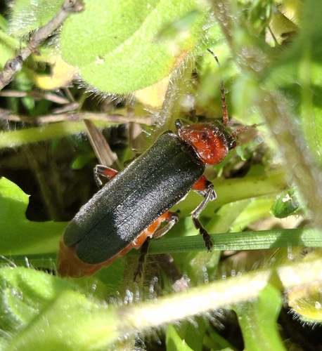 Rustic Sailor Beetle