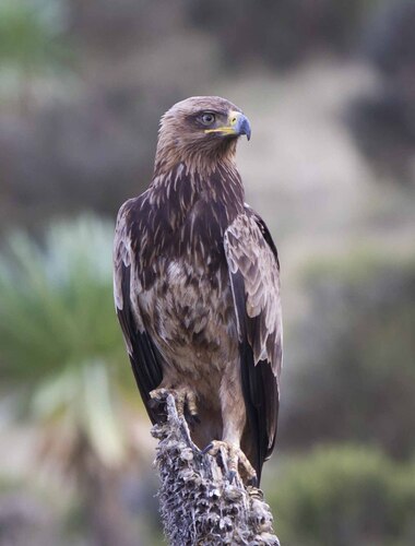 Tawny Eagle