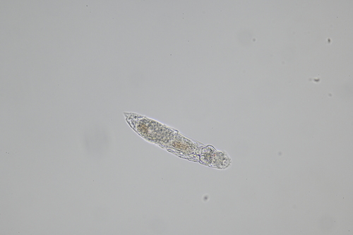 Proales fallaciosa
