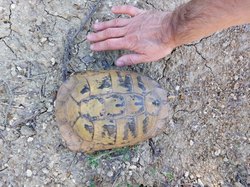 Hermann's Tortoise