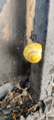 Cepaea