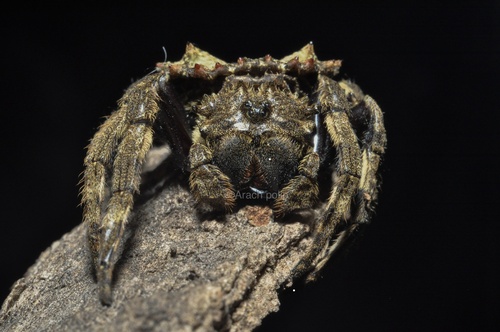 Caerostris sumatrana