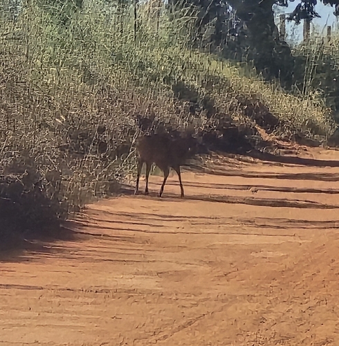 Southern Brown Brocket