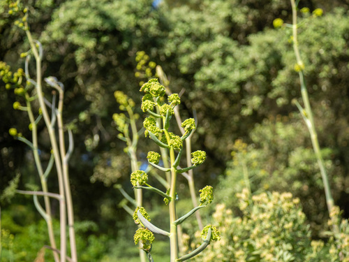 Giant Fennel