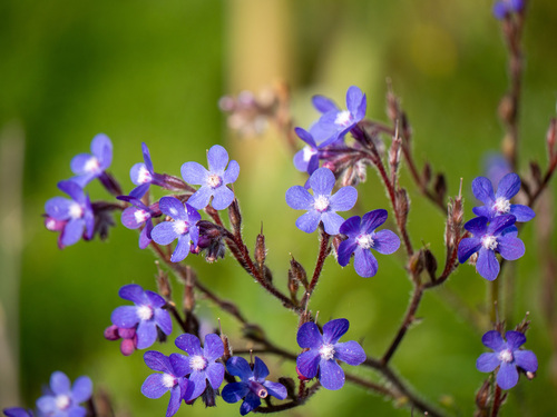 Italian Bugloss