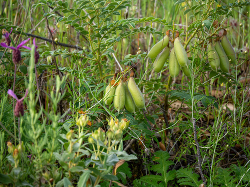Iberian Milkvetch