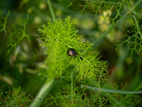 Bronze Beetle