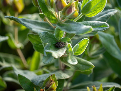 Gorse Orbweaver