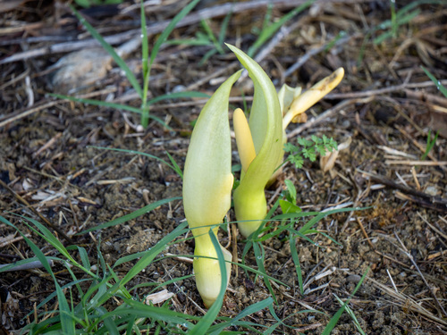 Italian arum