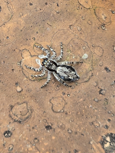 Gray Wall Jumping Spider