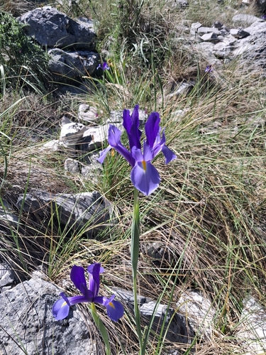 Avistamiento Iris azul de las marismas (Iris xiphium)