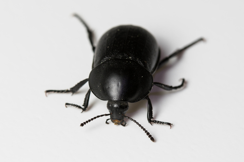 Ablattaria arenaria (Kraatz, 1876)