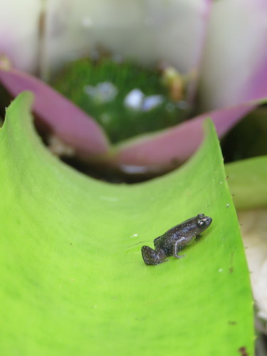 Chiasmocleis lacrimae · iNaturalist