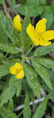 Yellow Anemone