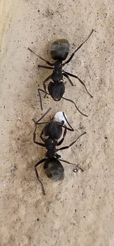 Dolichoderus bispinosus