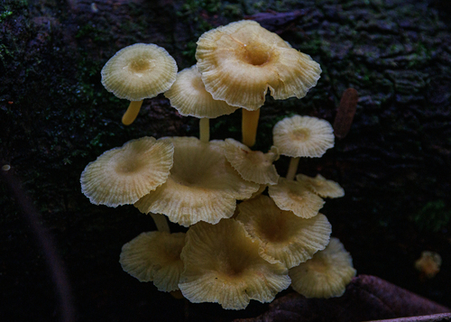 Tricholomopsis aurea