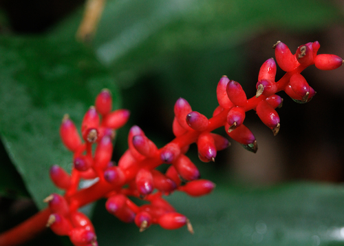 Coralberry bromeliad