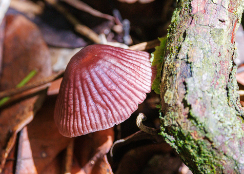 Mycena vinacea