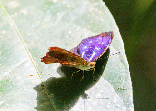 orsis bluewing