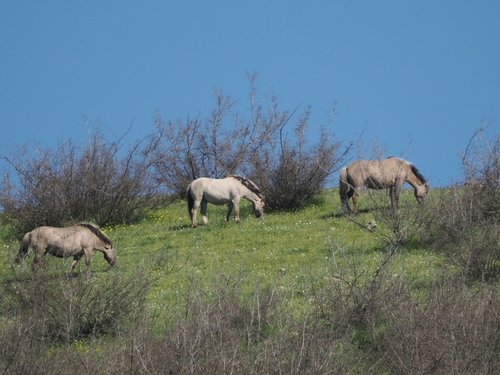 Domestic Horse