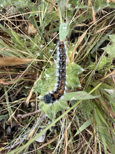 iNaturalist observation photo of Pacific Tent Caterpillar
