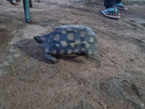 Bell’s Hingeback Tortoise
