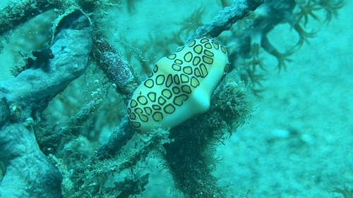 Cyphoma gibbosum