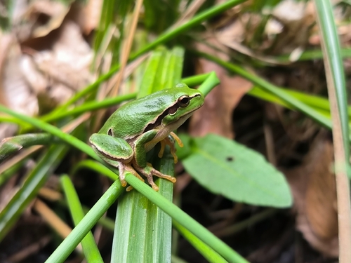 Eastern Tree Frog