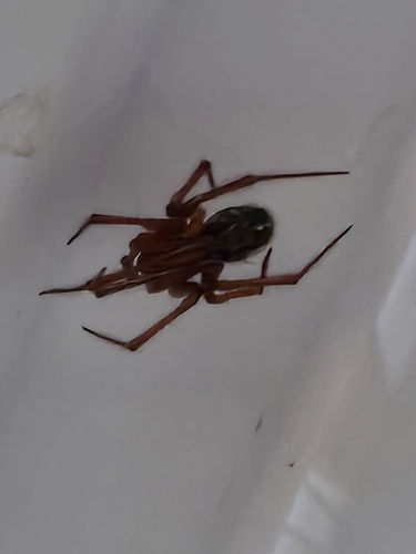 Red House Spider