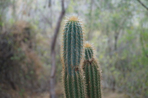 Pilosocereus purpusii