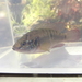 Rubricatochromis letourneuxi - Photo (c) Kari McWest, todos os direitos reservados, uploaded by Kari McWest