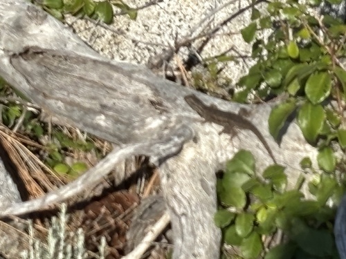 iNaturalist observation photo of Western Fence Lizard