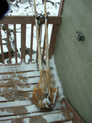 Narwhal