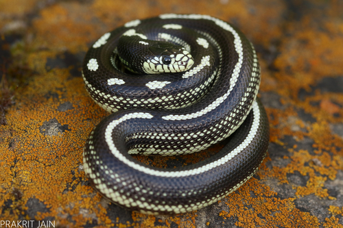 western king snake