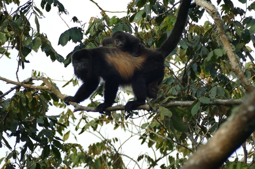Mantled Howler Monkey