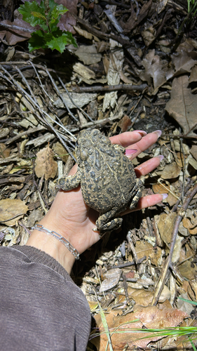 iNaturalist observation photo of Western Toad