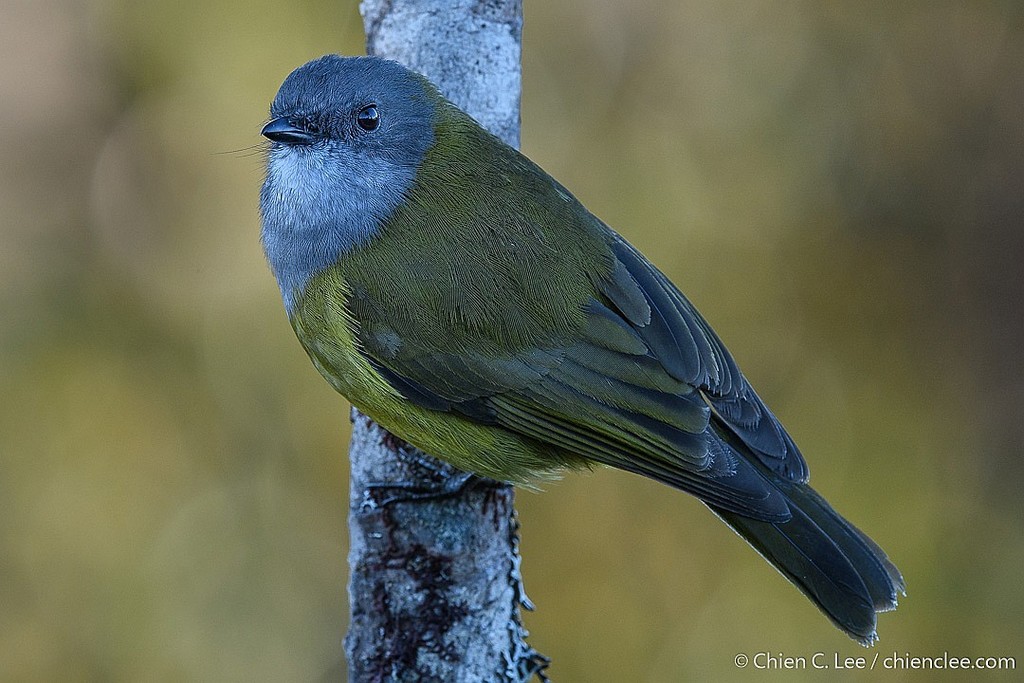 Lorentz's Whistler (Pachycephala lorentzi) photo