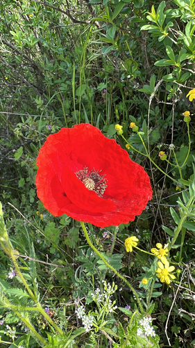 common poppy