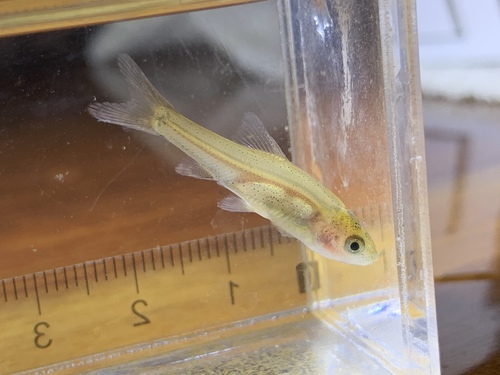 Golden Line Fish