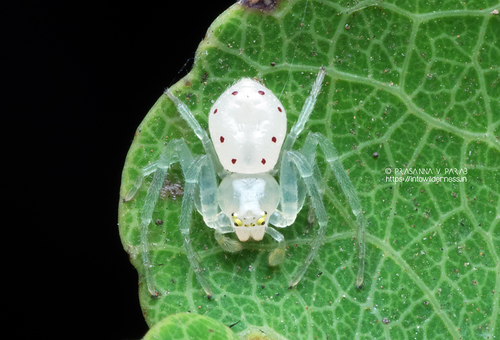 Synema decoratum · iNaturalist