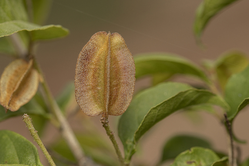 Combretum monetaria
