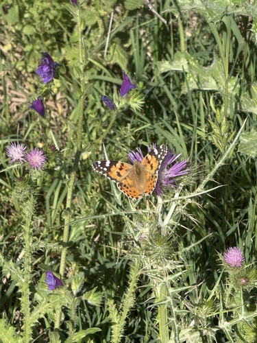 Painted Lady