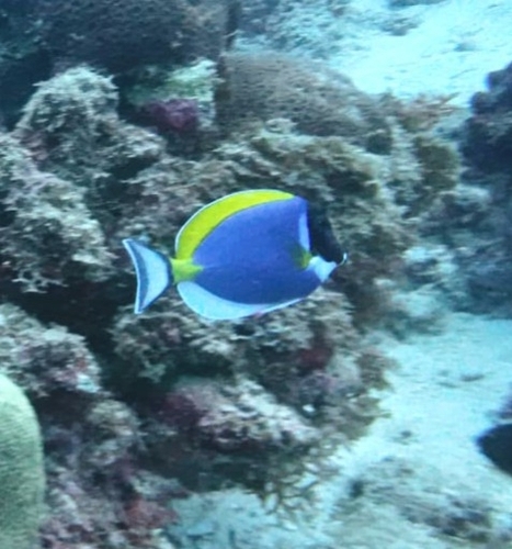 Acanthurus leucosternon